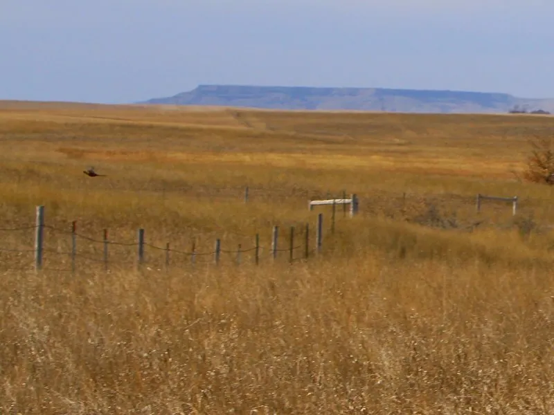 Pheasant cover at Ralph's