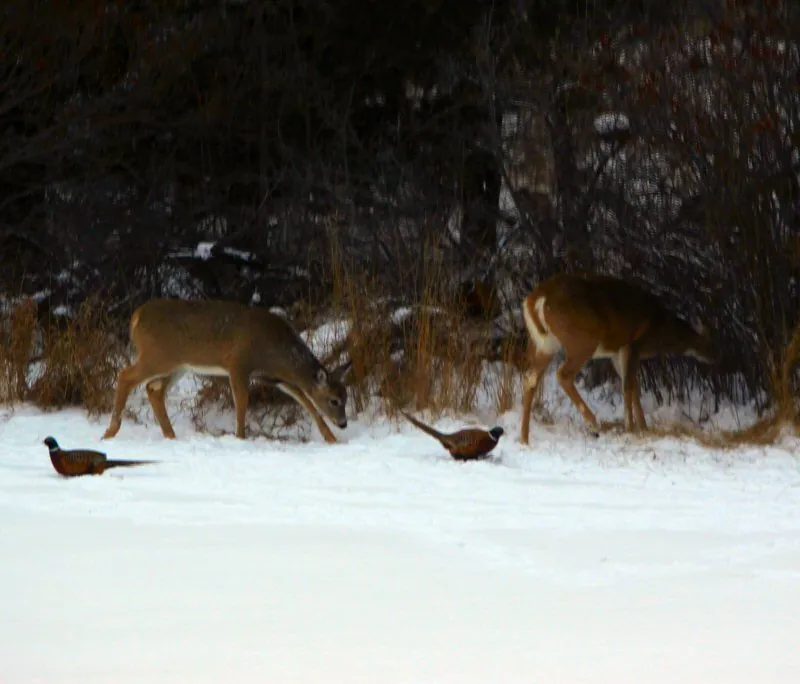 Pheasant and deer on the farm