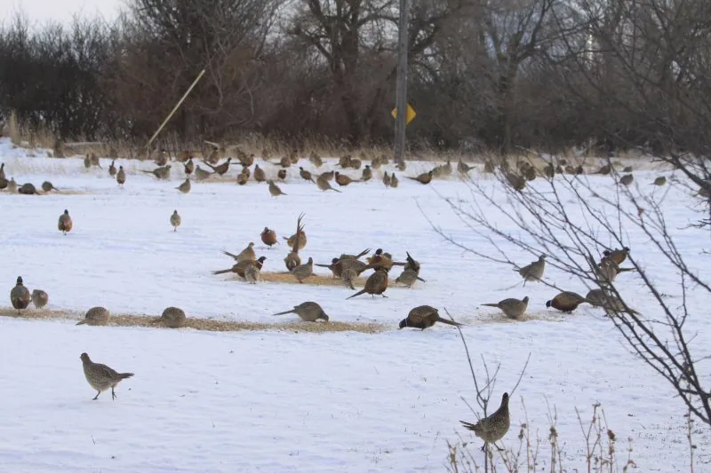 Pheasants outside the front window