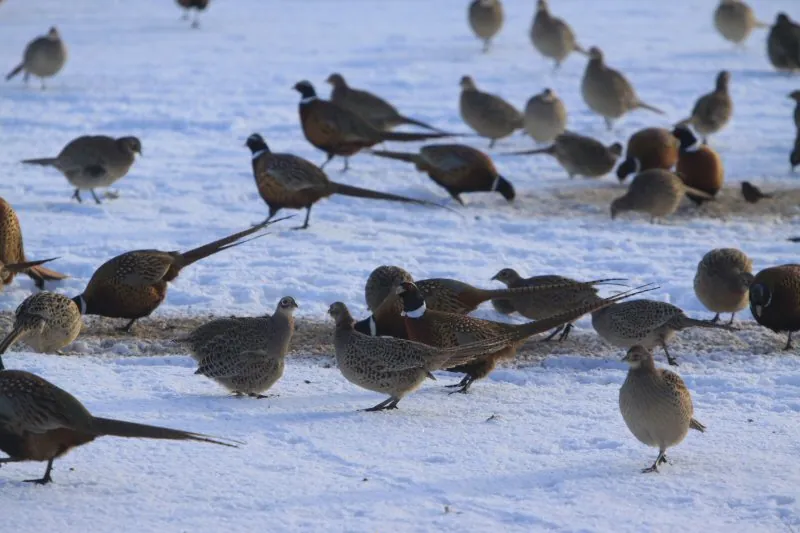 Find the grouse hidden in the grass