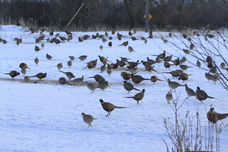 Pheasants in the farmyard