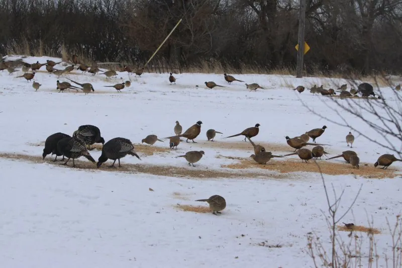 Wild pheasants on the farm