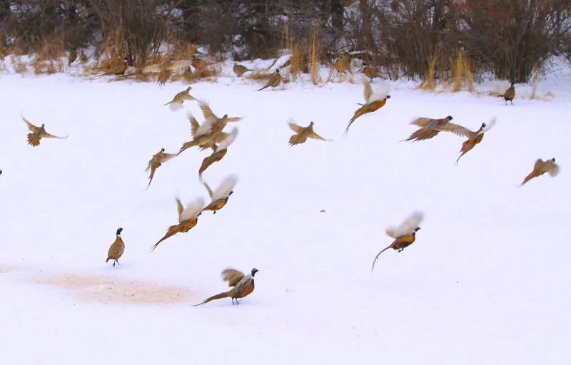 Wild pheasants on the farm