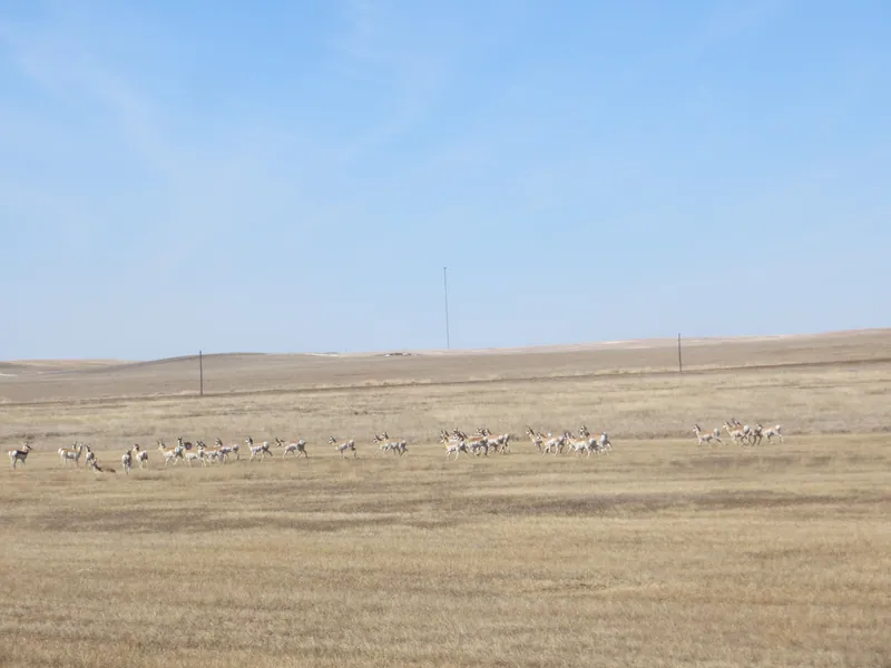 Herd of antelope west of the farm