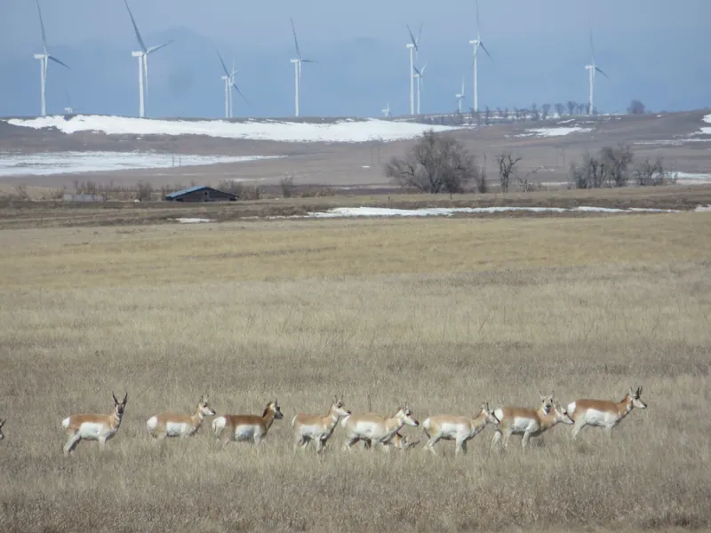 Antelope near the wind towers