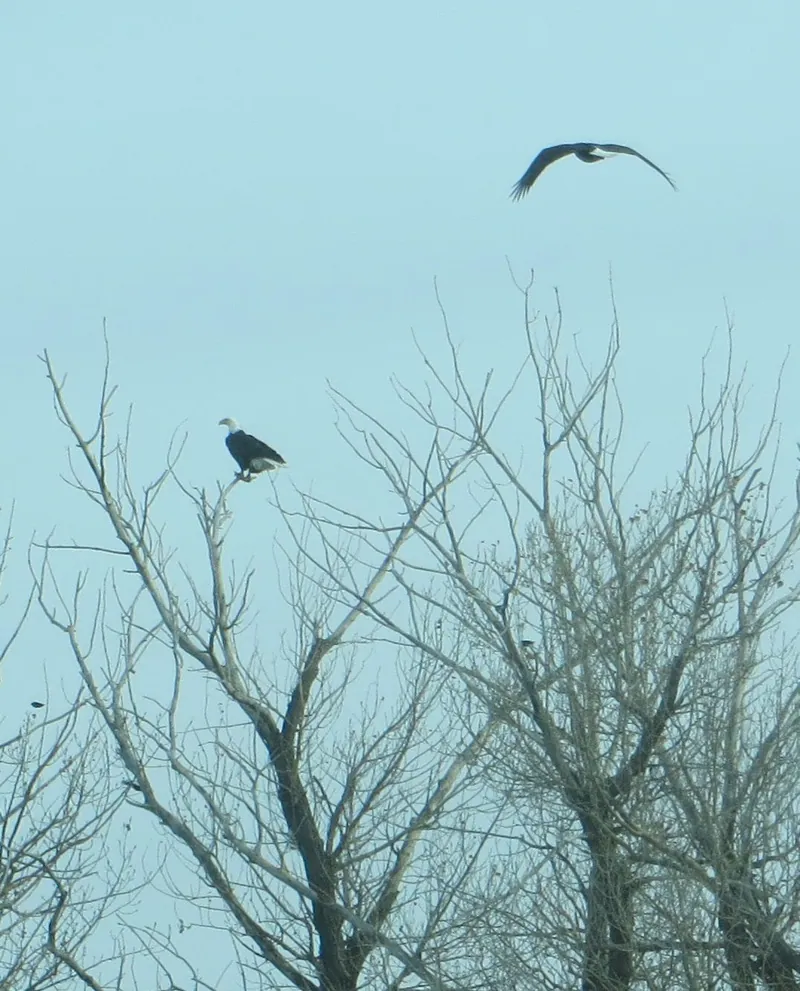 Eagles at Gramma's place
