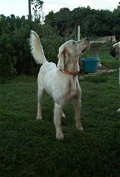 Lemon the bird dog