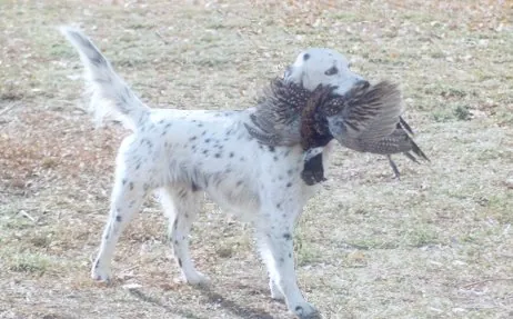 Bird dog making a retrieve