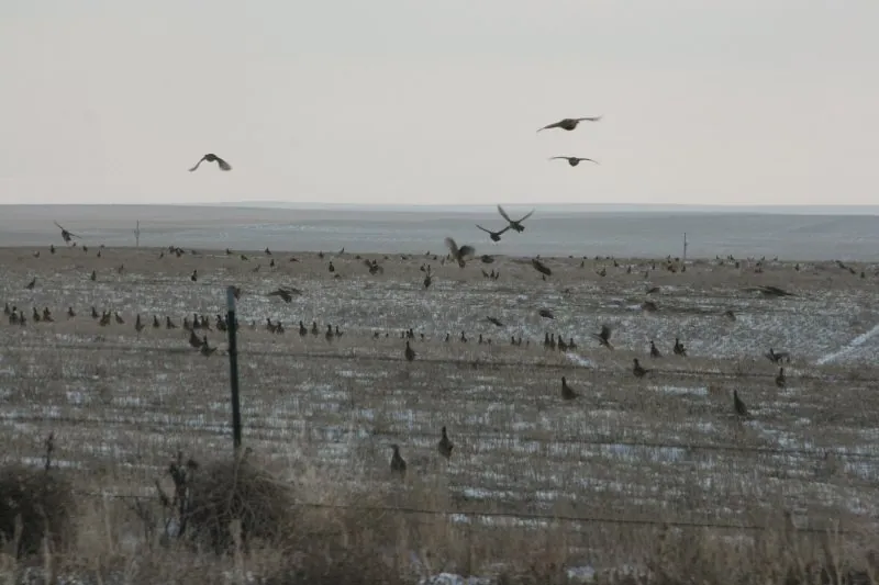 Wild pheasants on the farm