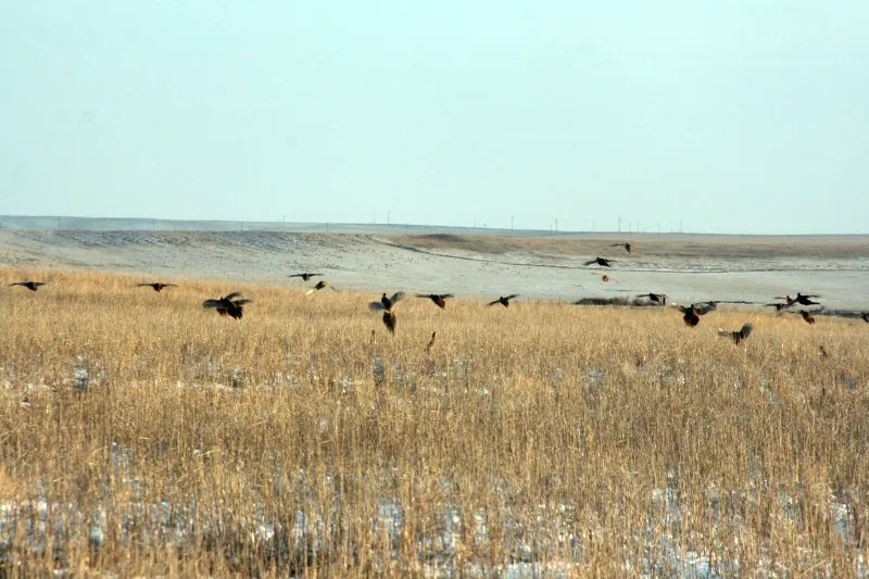 Wild pheasants on the farm