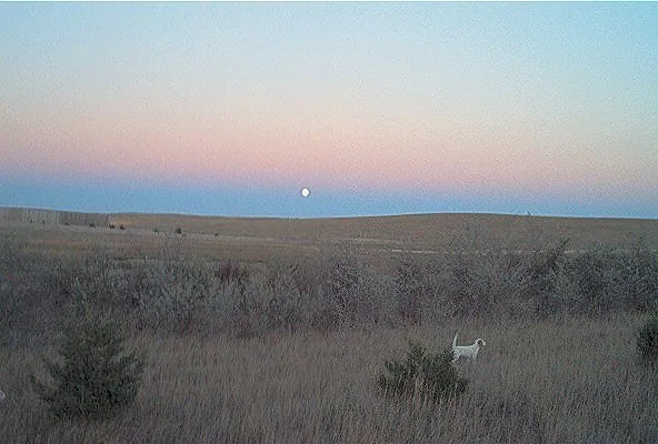 Bird dog pointing under the moon