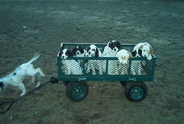 The puppy wagon