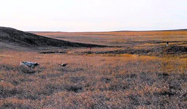 Bird dog retrieving a pheasant