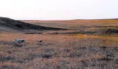 Bird dog retrieving a pheasant