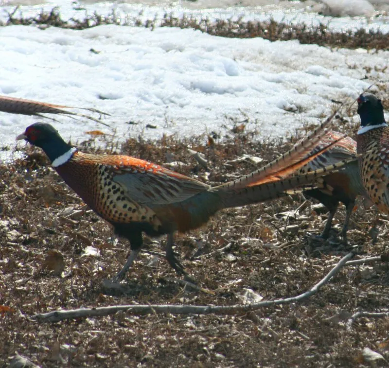 Rooster pheasant