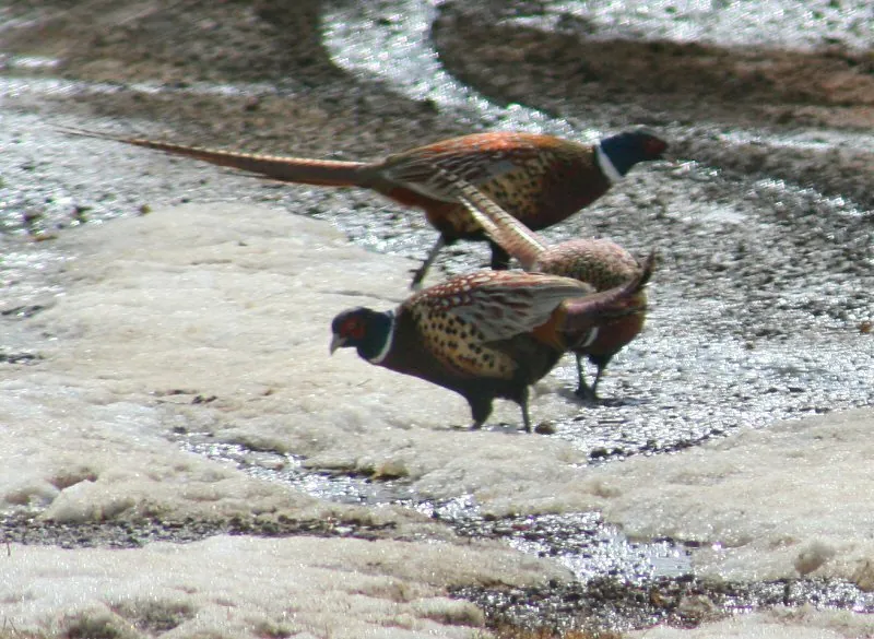 Pheasants on the snowmelt