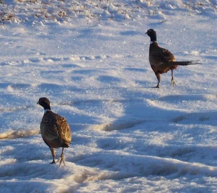 Pheasants in the snow