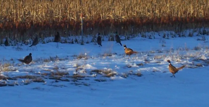 2006 wild pheasant hunt at K Pheasant Hunting, North Dakota (photo 31)