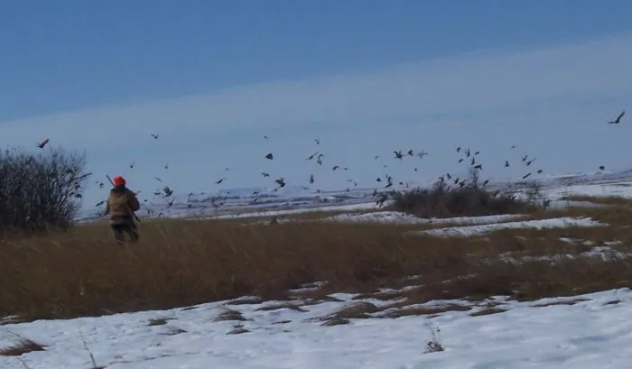 Pheasants in the snow