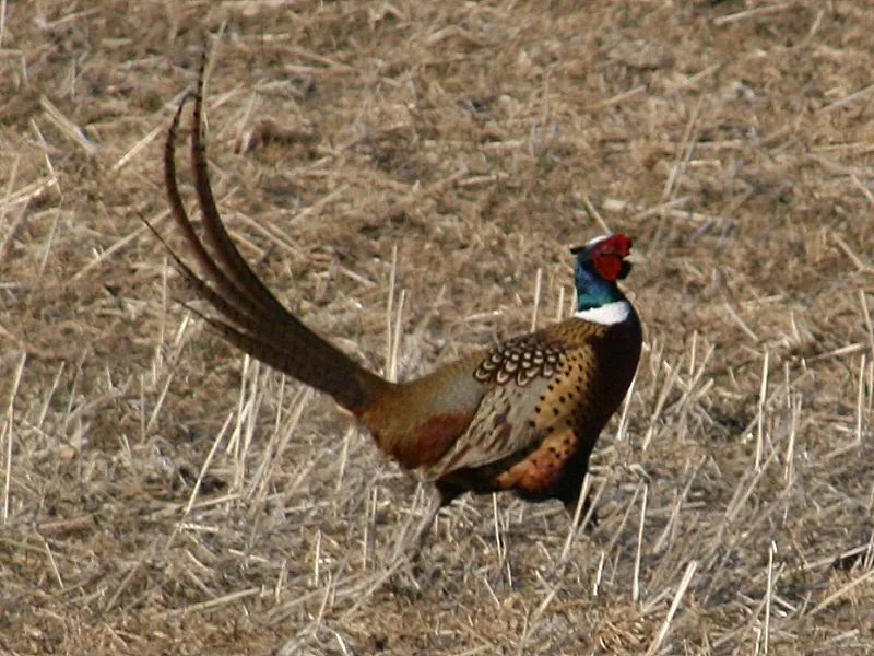 Strutting wild rooster pheasant in stubble
