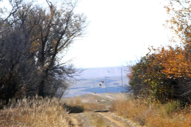 Wild pheasants flying down a tree-lined farm lane