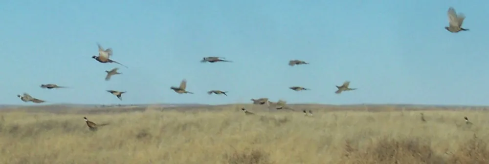 Wild pheasants flushing over the prairie