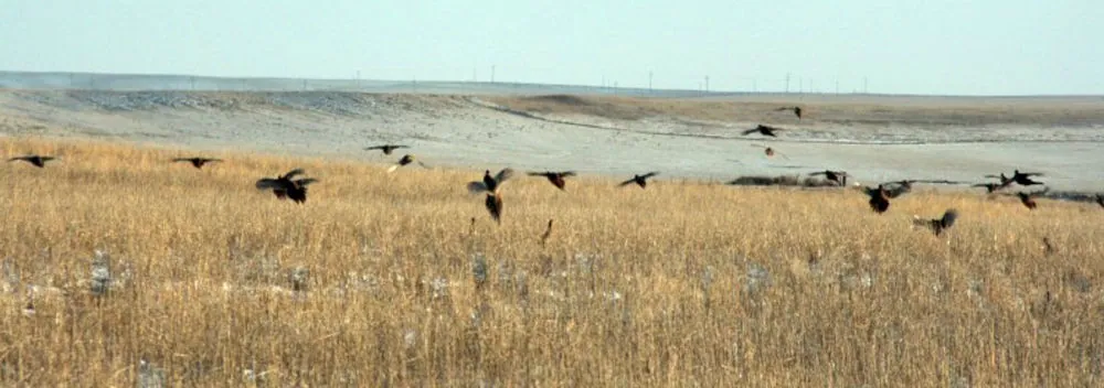 Large flock of wild pheasants flushing over golden prairie grass on the farm