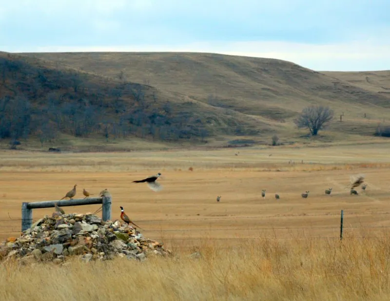 Wild pheasants and deer together on the farm
