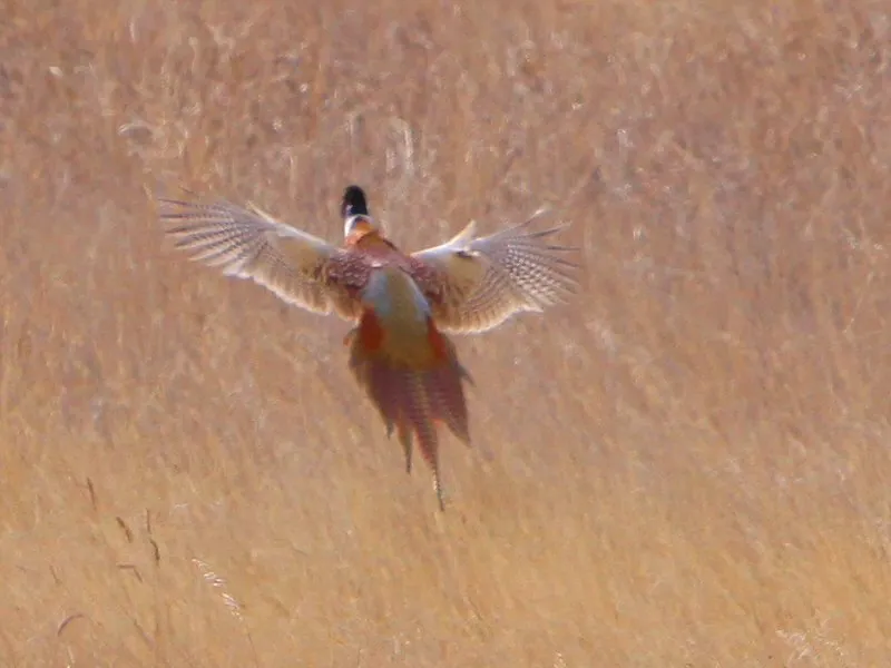Rooster pheasant walking away