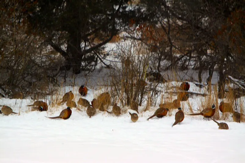 Pheasants in the cedar trees