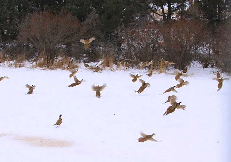 Wild pheasants on the farm